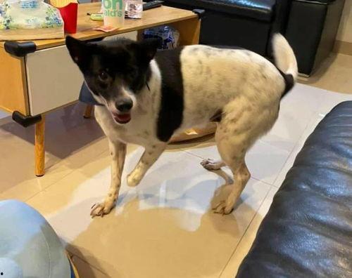 娱乐吃瓜酱小狗安慰,娱乐吃瓜酱的暖心安慰之道 第2张 娱乐吃瓜酱小狗安慰,娱乐吃瓜酱的暖心安慰之道 第2张