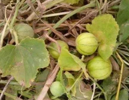 免费吃野瓜的方法,探索野瓜采摘攻略