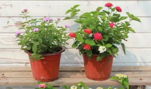 天界最新爆料新闻直播视频,最新爆料新闻直播视频深度解析 第3张 天界最新爆料新闻直播视频,最新爆料新闻直播视频深度解析 第3张